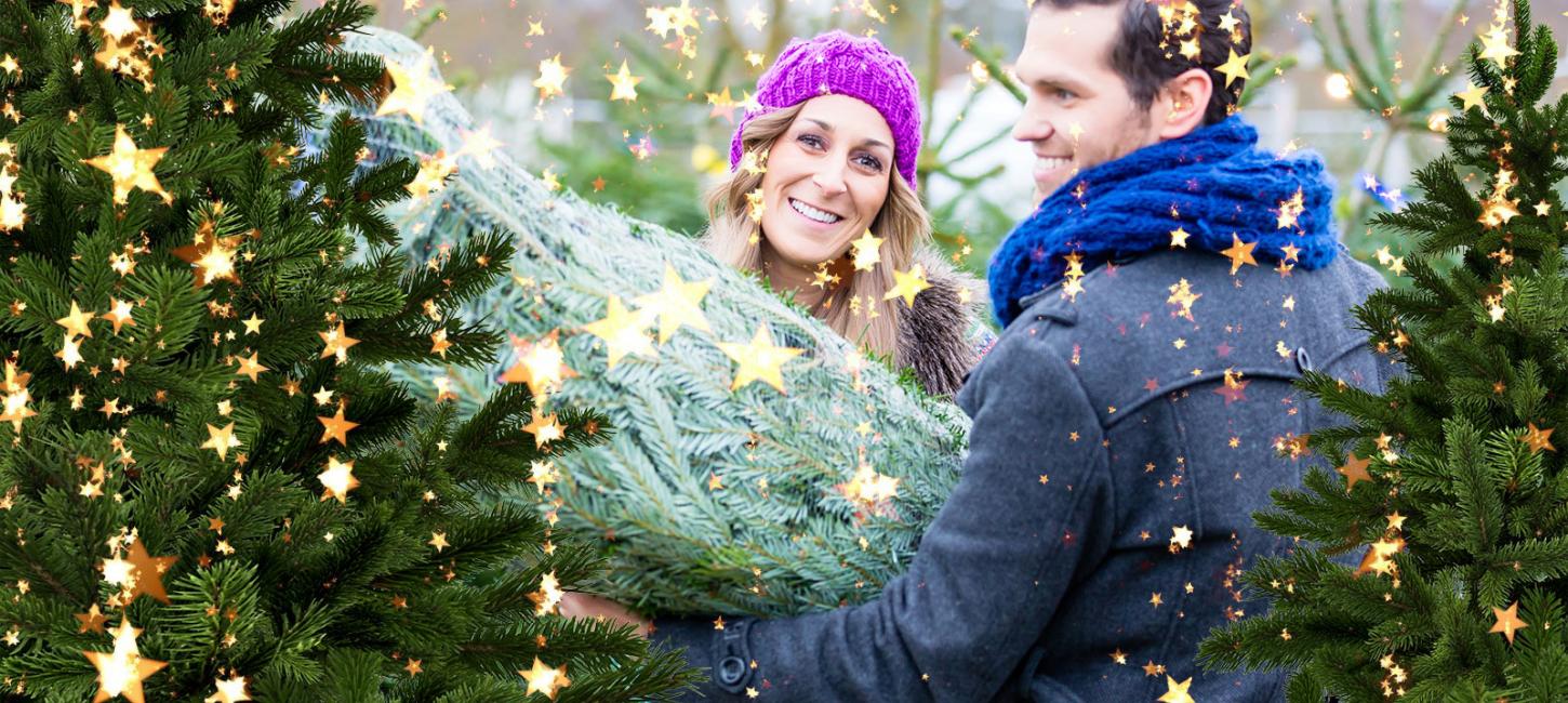 Fæld selv juletræet | Odsherred | Sjælland | Danmark