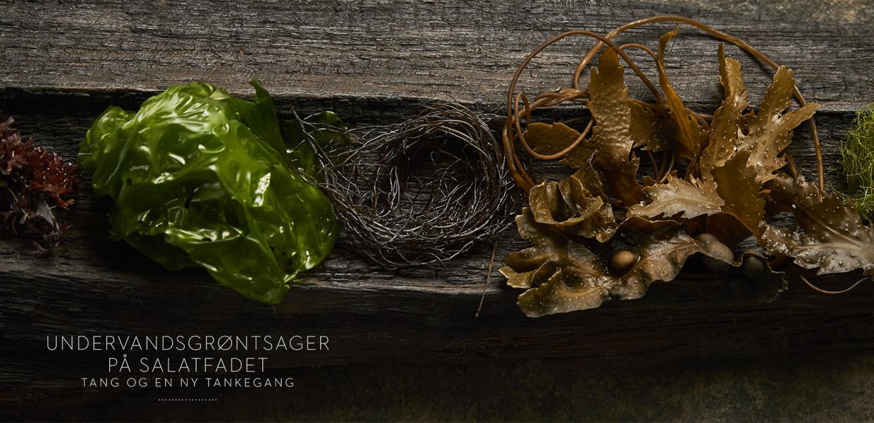 Bogserie | Gastronomiske oplevelser i Geopark Odsherred | MOTA's fortolkninger