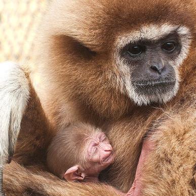 Odsherred Zoo Rescue | Zoologisk have | Dyrepark | Asnæs | Odsherred